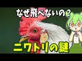 ニワトリとは何者なのか？知られざる生態の謎を解説！【ずんだもん解説】