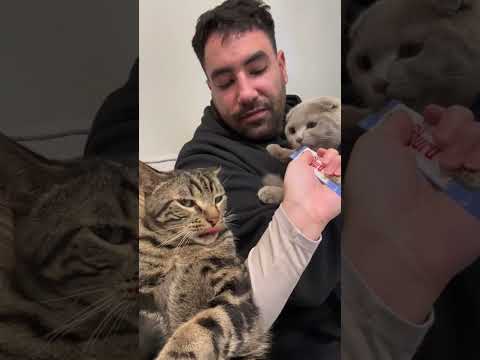 Wideo: Dlaczego mój kot gonić mnie?