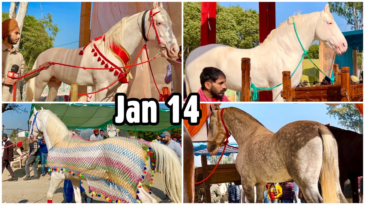 Muktsar Horse Fair Jan 14 2023 Maghi Mela Ghoda Mandi Punjab YouTube muktsar-horse-fair-jan-14-2023-maghi-mela-ghoda-mandi-punjab-youtube