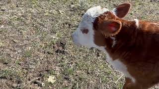 Story 35  Moovie Time * Cute Calf Running  #calf