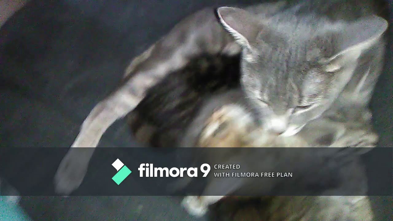 Kitten Update 4 15 2020 - YouTube