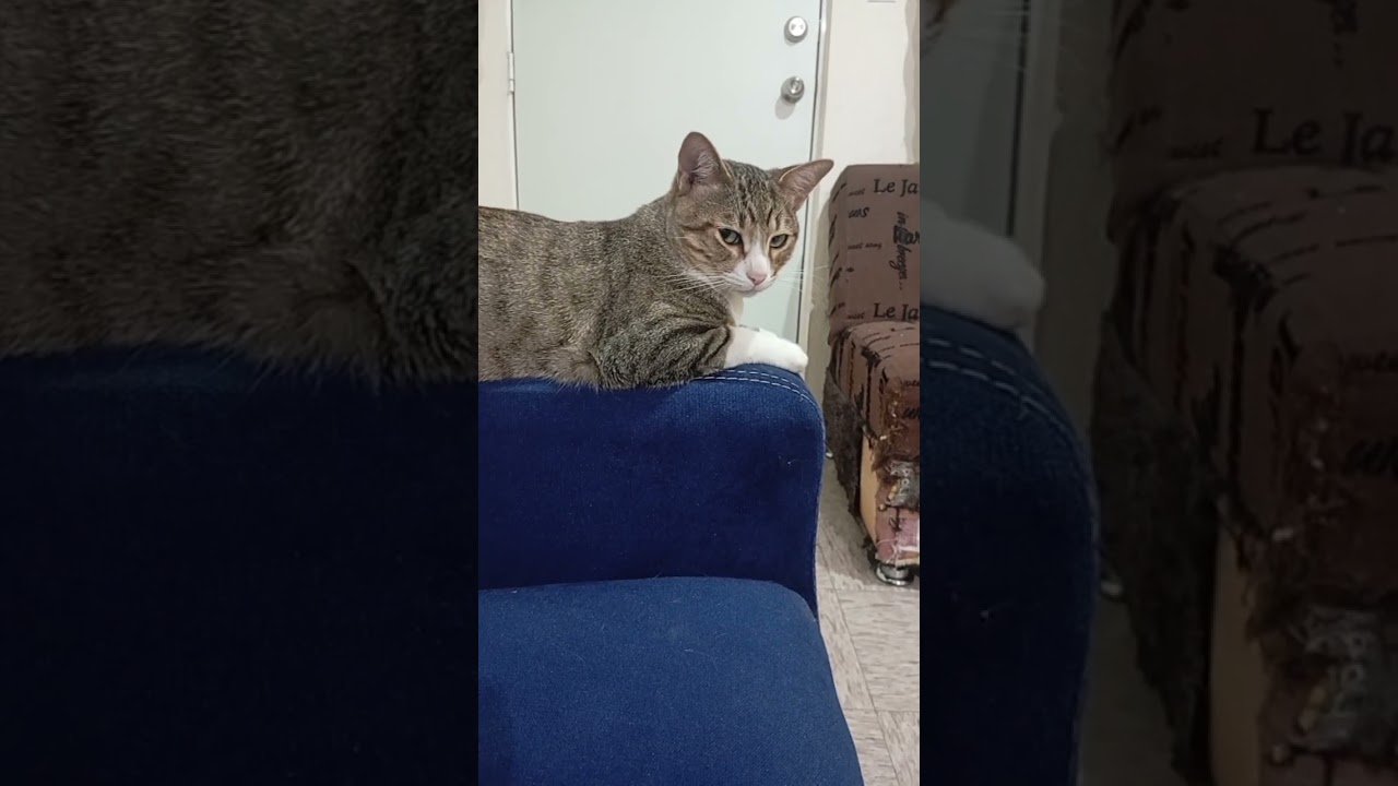 Se Haber Nacido Mejor No Nazco 😥 #cat #reels #gatos #viralvideo #catlover #gato #humor #simon #short