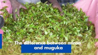 The difference between miraa and muguka