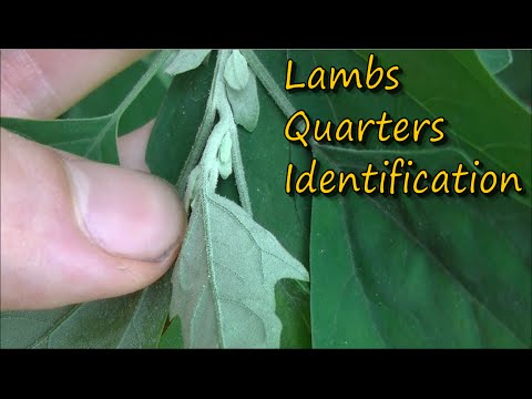 How to Identify Lamb's Quarters