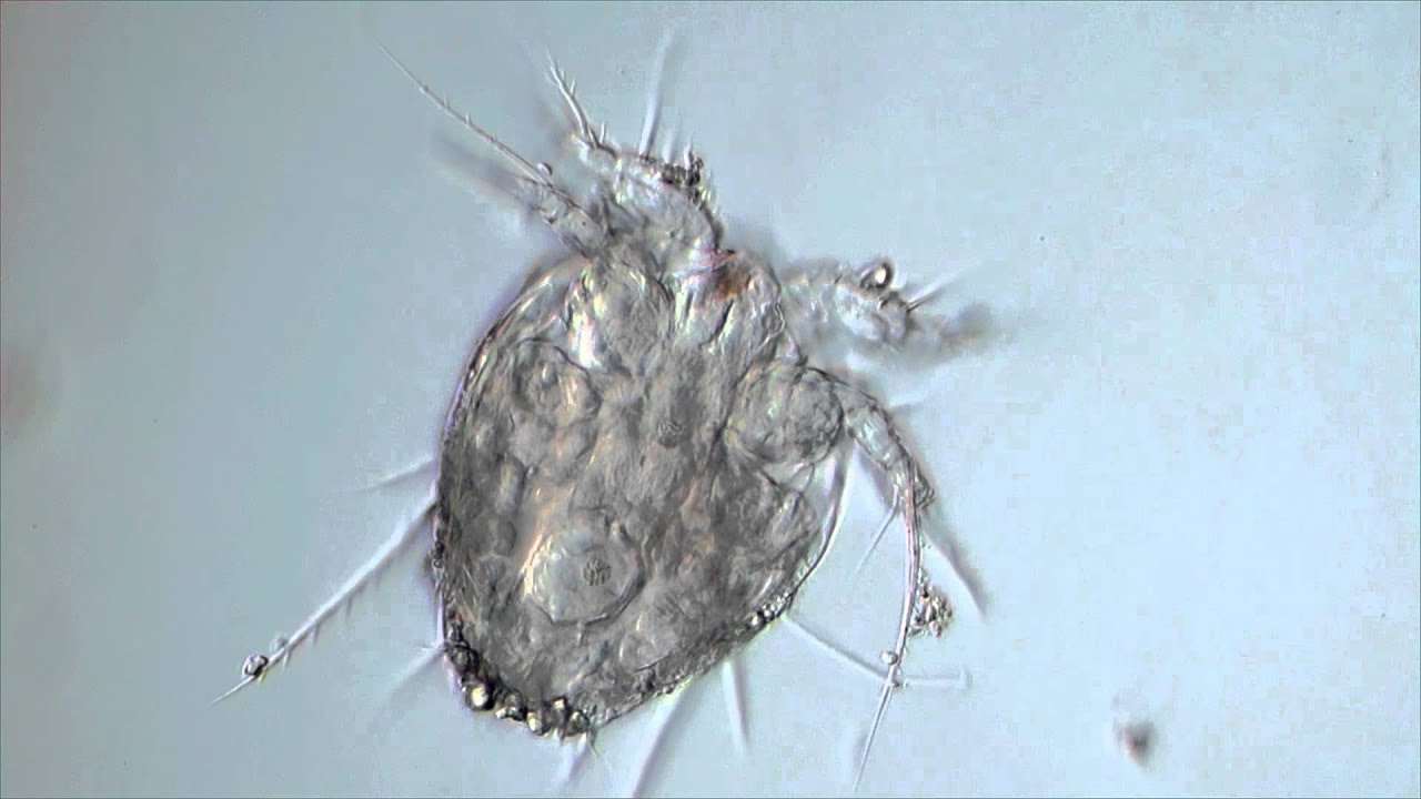  Microscopic  World Zooplankton  YouTube