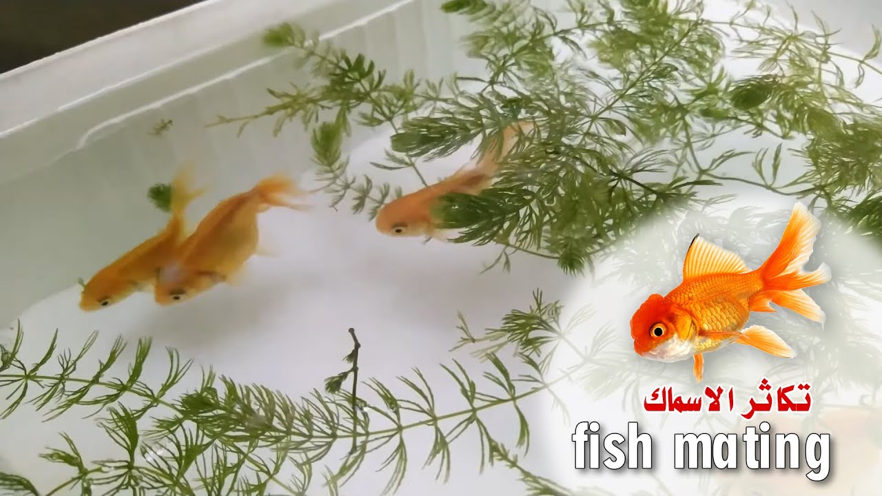 تزاوج اسماك الجولدفيش، وضع البيوض، تزاوج الاسماك، تربية سمك الجولدفيش