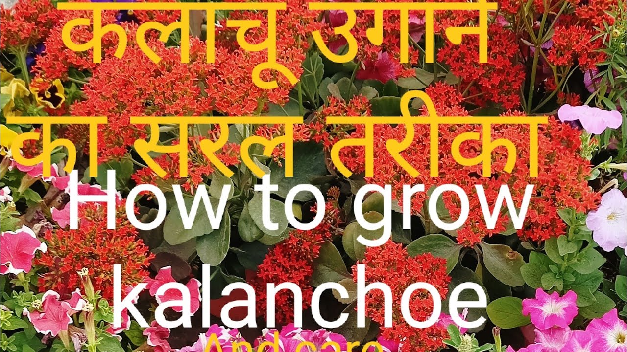 How to grow Kalanchoe from cuttings। How to grow and care Kalanchoe