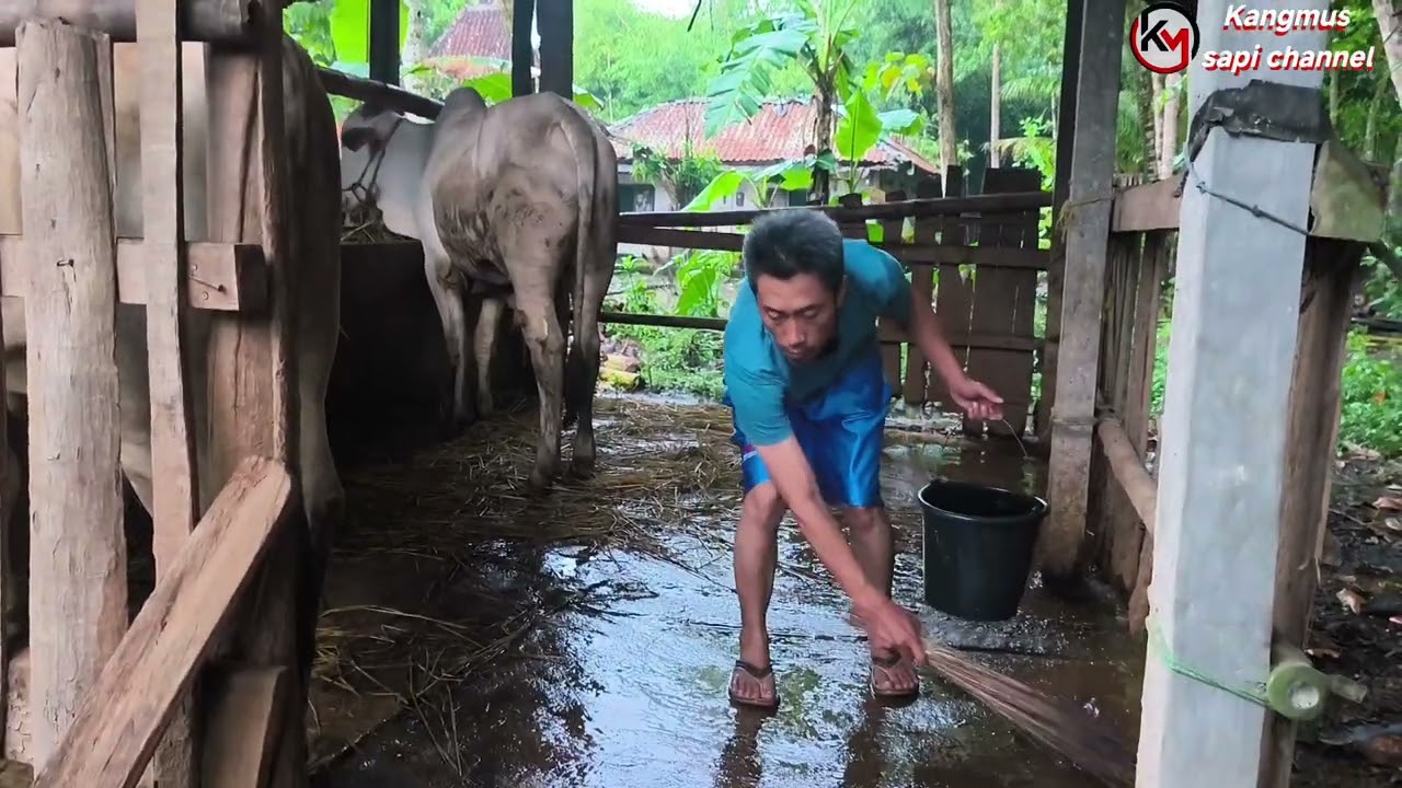 Kondisi terkini ternak sapi kami jelang Ramadan 1447 h,2026 masehi