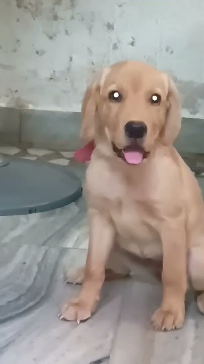 how-to-give-chicken-to-puppy-for-1st-time-foodies-homemadechicken