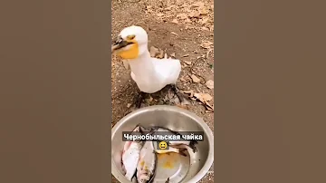чайка сожрала всю рыбу / очень смешное видео #короткие