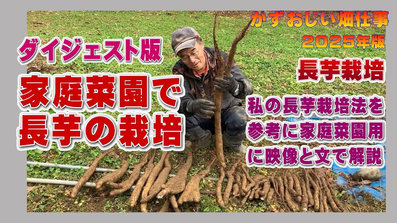家庭菜園で長芋を栽培する方法ダイジェスト版：2025年配信版