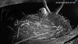 Hanover Eagles Live Cam Hdontap Free Live Cams From Around The World Mozilla Firefox 2024 03 2