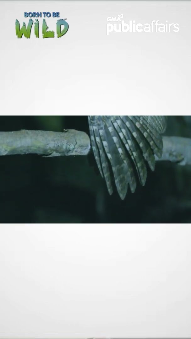 Ibon, pinaniniwalaang aswang?! #shorts | Born To Be Wild