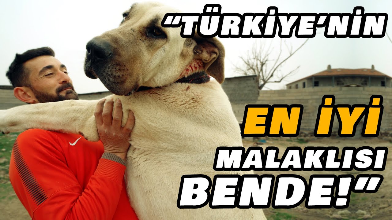 Малакли — предок всех собак. #собака #шорты #malaklı