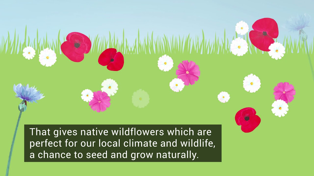 Love Your Verge - what is 'cut and collect'?