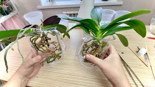 видео: купил орхидеи с гнилыми корнями / СТОИТ ЛИ ТАКИЕ ПОКУПАТЬ?  чистим корни орхидей / ПРЕВИКУР картинка: купил орхидеи с гнилыми корнями / СТОИТ ЛИ ТАКИЕ ПОКУПАТЬ?  чистим корни орхидей / ПРЕВИКУР