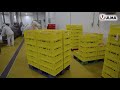 Automated packaging lines in coral llc one of the largest meat producers in russia