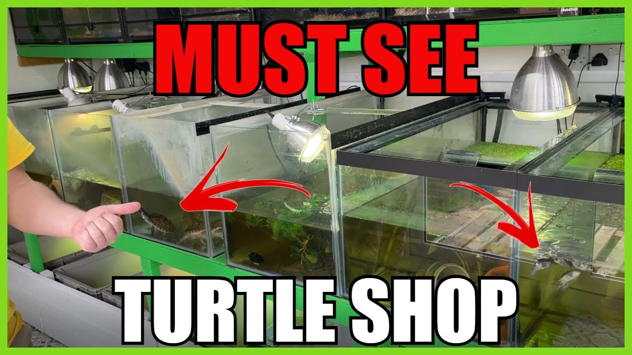 Turtle Shopkeeper The Turtle Emporium - FULL TOUR - YouTube