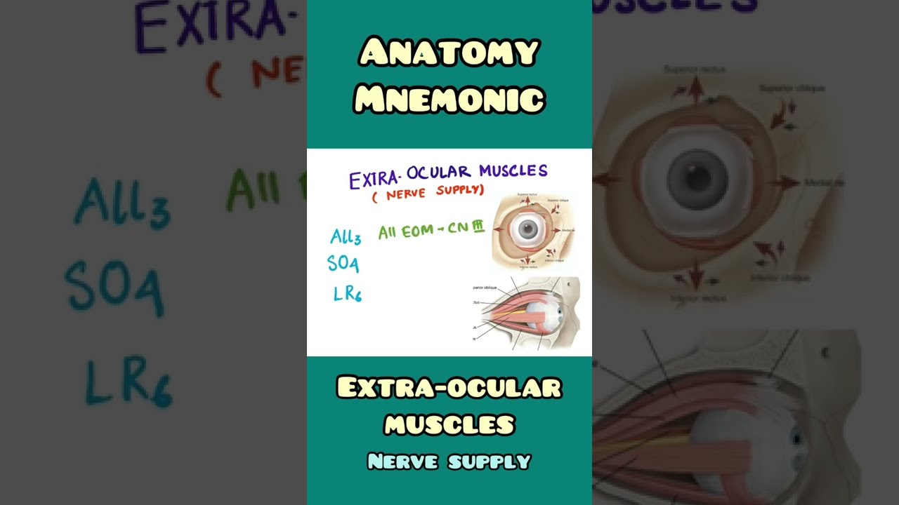 Extraocular muscles nerve supply deals