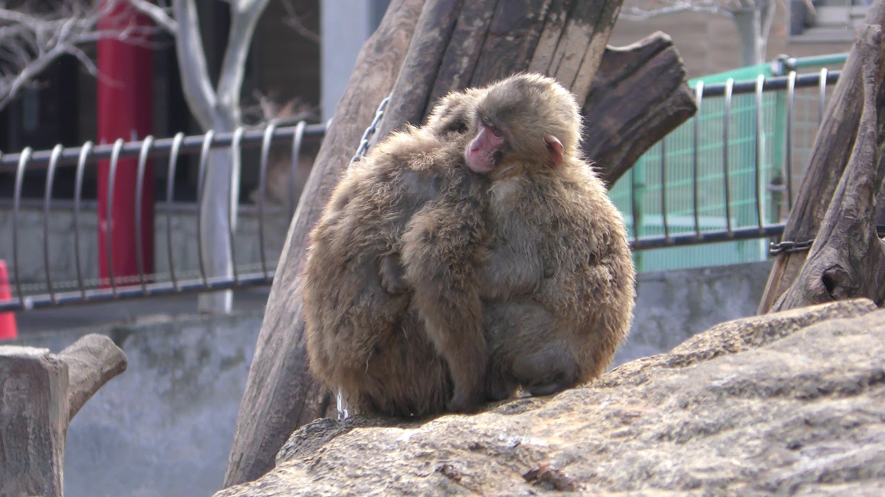 Japanese macaque (Akita city Omoriyama zoo, Akita, Japan) April 11