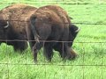 Buffalo gives birth at Orrs Farm Market ~ Inwood, WV