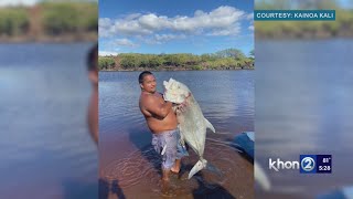 'In shock, shaking, nervous,' Kekaha fisherman hauls 81 lb. ulua from Waimea river bank by KHON2 News 19,268 views 1 day ago 1 minute, 15 seconds