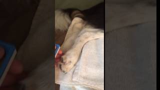 Download lagu Twix at home recovering Day 4 Twix at home recovering Day 4