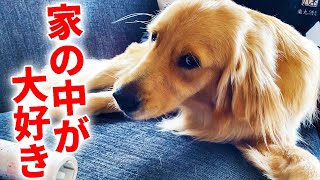 レトリバーのまるは好奇心の塊！