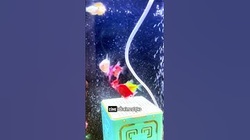 Bí Quyết Giữ Màu Cá Cánh Buồm Rực Rỡ. #CaCanhBuom #ThucAnCa #KingbioVN