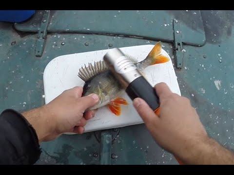 Как почистить окуня от чешуи. Рыбочистка. The easiest and fastest way to clean a perch.