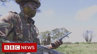 How the Covid-19 pandemic is threatening Africa’s wildlife - BBC News