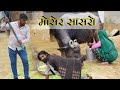    mauser sasro  bholu ki comedy      rajasthani comedy  kuldeep cha