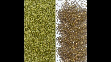 Wesort Mung Beans Color Sorter Machine