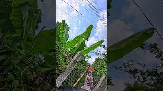 Cu mini Slingshot Hunting wild Birds #slingshot #birds #harehunting #banchim