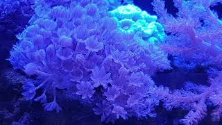 Xenia pulsing coral Xenia elongata