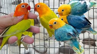 Love Birds new mutations | Love Birds Vedios