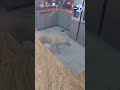 Dog starts house fire that kills 3 pets and guts home