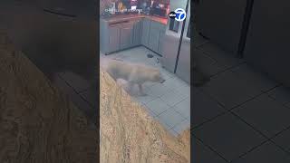 Dog starts house fire that kills 3 pets and guts home