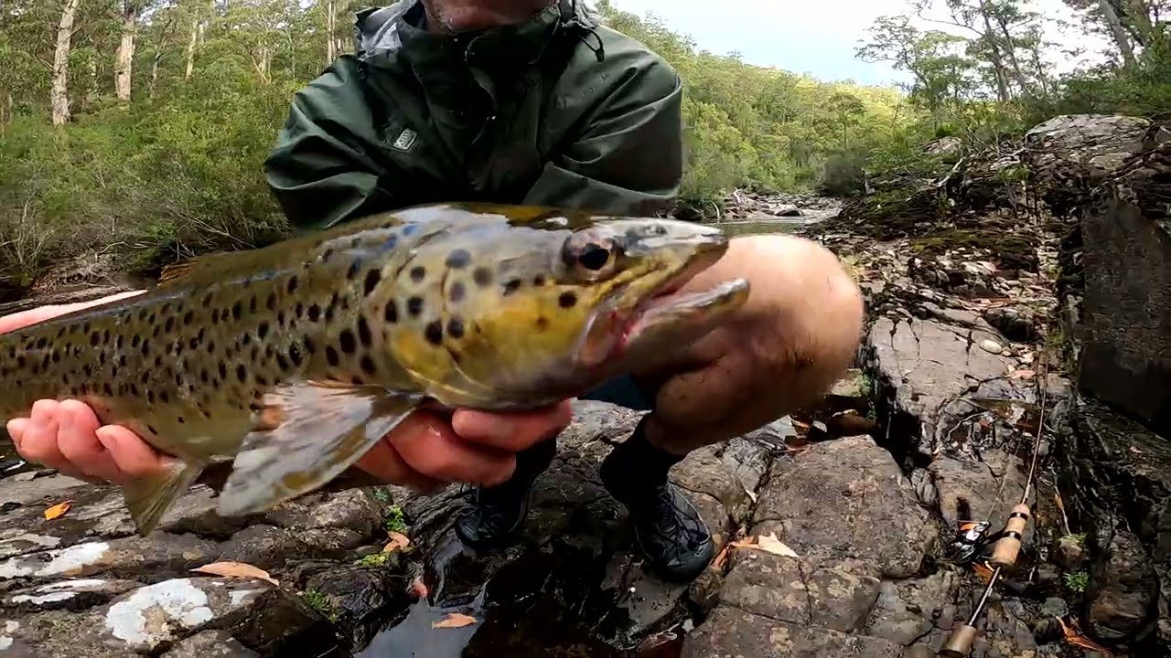 BIG Brown Trout in the Tasmanian Wilderness