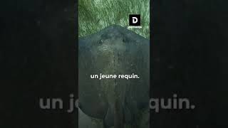 Une raie est enceinte d'un requin !