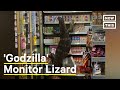 6footlong monitor lizard climbs 711 shelves shorts