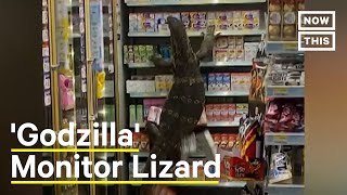 6-Foot-Long Monitor Lizard Climbs 7\/11 Shelves #Shorts