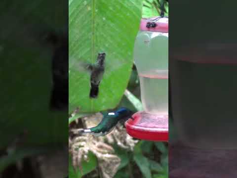 HUMMINGBIRDS PARTY at our Rainforest Garden #Shorts