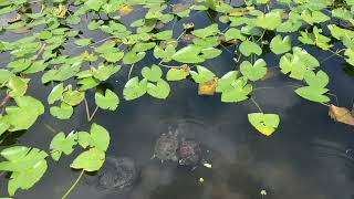 Cute turtles in a Florida pond by Me 25 views 2 years ago 23 seconds