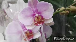 Обзор Орхидей в Леруа 16.11.2019г.