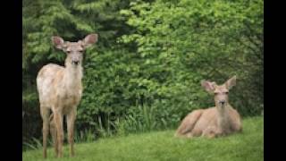 Curious Young Buck Approaches While Older Buck Rests by the Pond