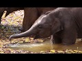 Teaser elephant conservation center sayaboury laos