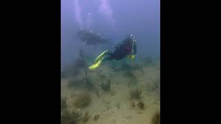 Diving in Broward County FL!