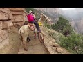 Grand Canyon Mules March 13 2020 Ride Out