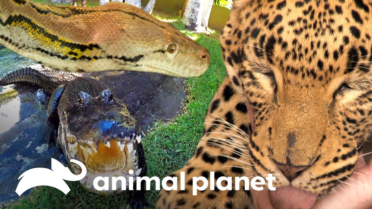 Top 3: depredadores increíbles | Los Irwin | Animal Planet - YouTube